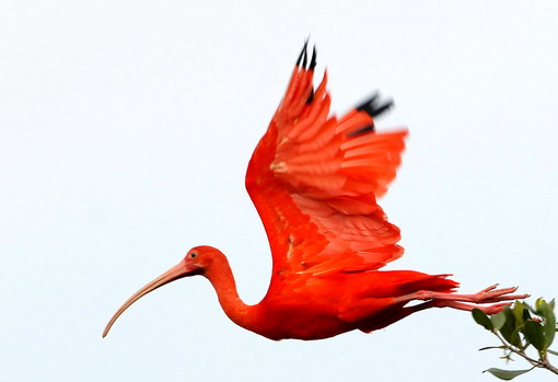 “The Scarlet Ibis” by James Hurst