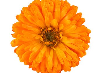 Have you planted “Marigolds”?