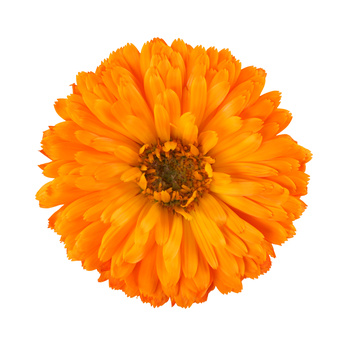 Have you planted “Marigolds”?